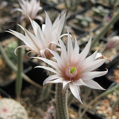 Echinocereus leucanthus unspecified picture