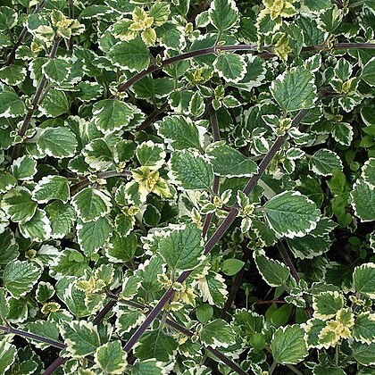 Plectranthus forsteri unspecified picture