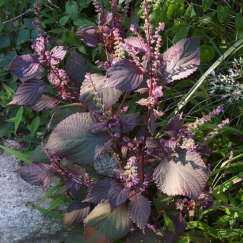 Perilla frutescens var. crispa unspecified picture