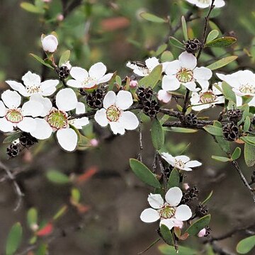 Leptospermum brevipes unspecified picture