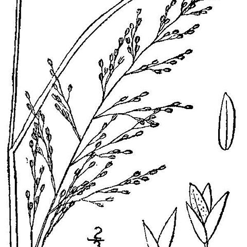 Muhlenbergia torreyana unspecified picture