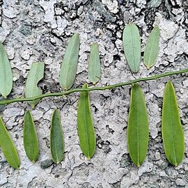 Olax scandens unspecified picture