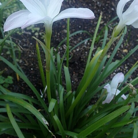 Zephyranthes jonesii unspecified picture