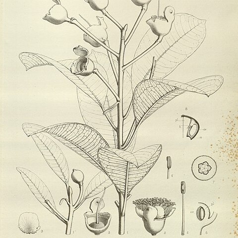Pleurocalyptus unspecified picture