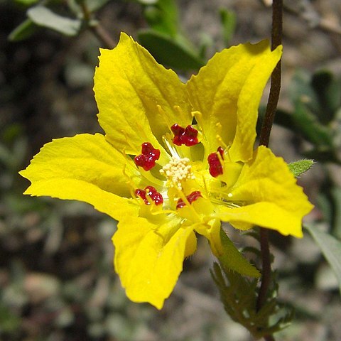 Scyphanthus unspecified picture