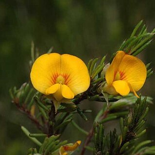 Pultenaea fasciculata unspecified picture