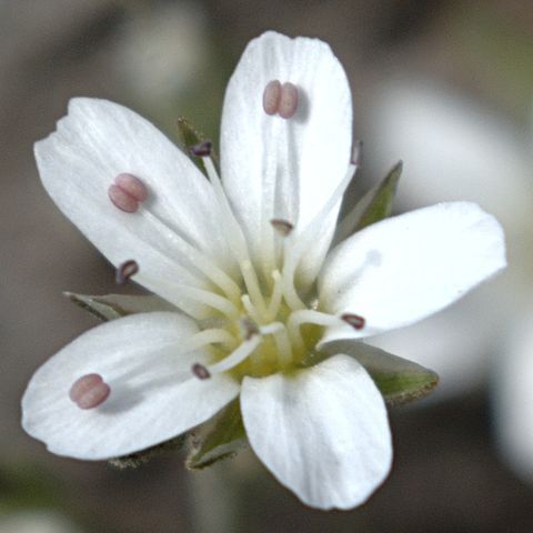 Eremogone fendleri unspecified picture
