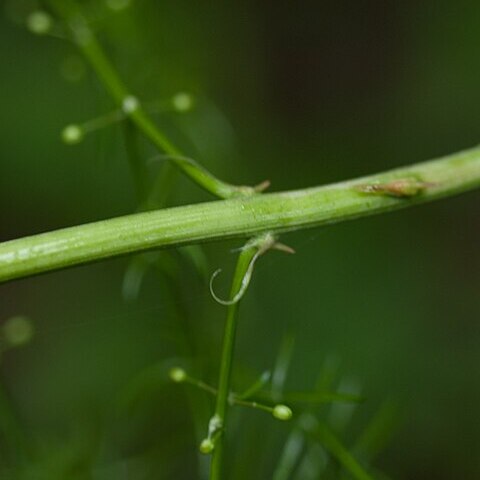 Asparagus cochinchinensis unspecified picture