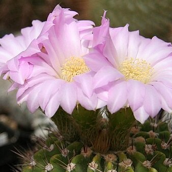 Acanthocalycium unspecified picture