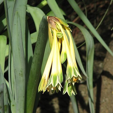 Clinanthus unspecified picture
