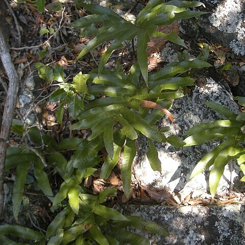 Drynaria sparsisora unspecified picture