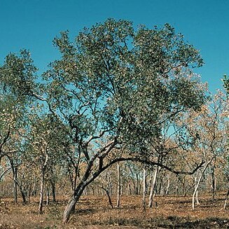 Eucalyptus koolpinensis unspecified picture