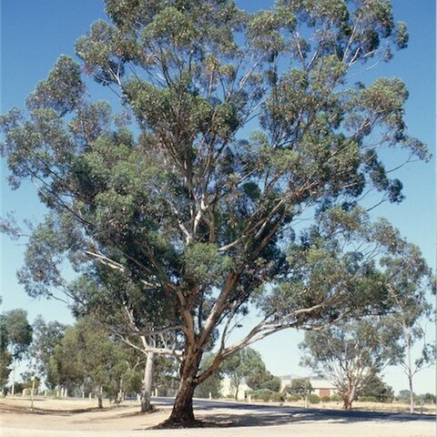 Eucalyptus astringens unspecified picture