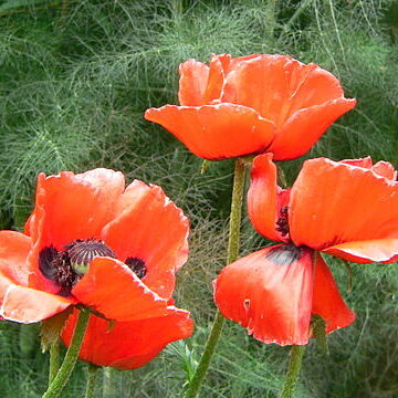 Papaver bracteatum unspecified picture