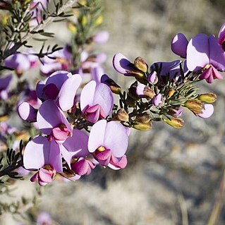 Gompholobium scabrum unspecified picture