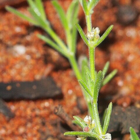 Synaptantha tillaeacea unspecified picture