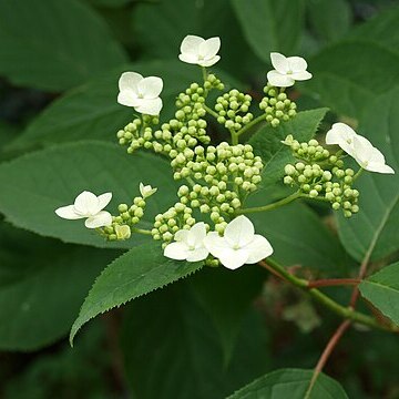 Hydrangea bretschneideri unspecified picture