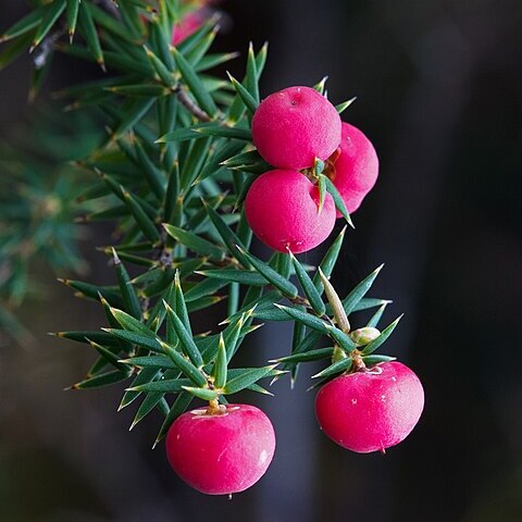 Ericaceae unspecified picture