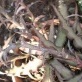 Cryptanthus delicatus unspecified picture