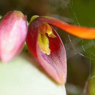 Acianthera bidentula unspecified picture