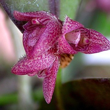 Acianthera spilantha unspecified picture