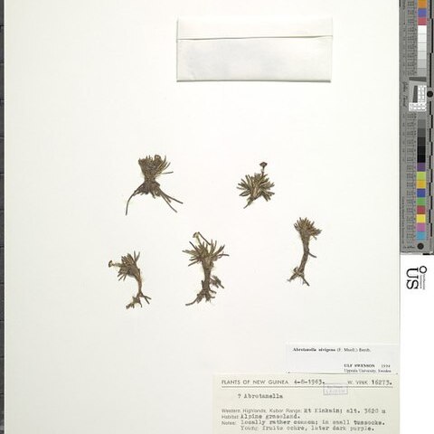 Abrotanella nivigena unspecified picture