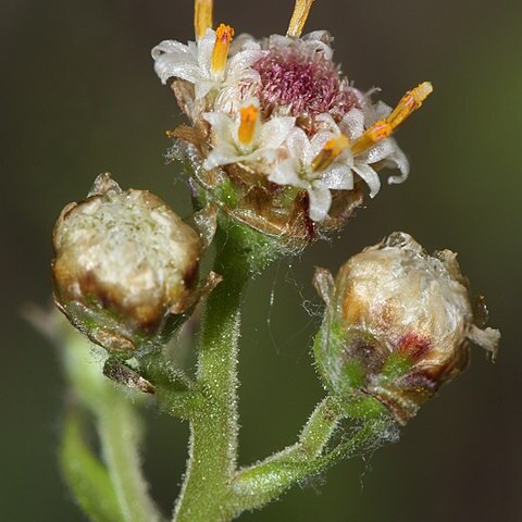 Antennaria unspecified picture