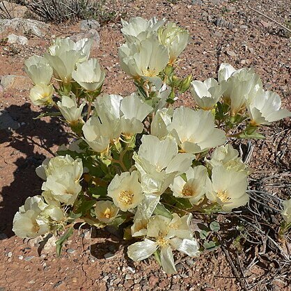 Mentzelia tricuspis unspecified picture