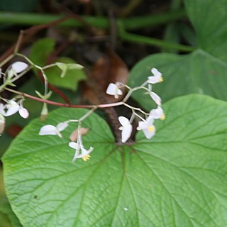 Begonia paleata unspecified picture