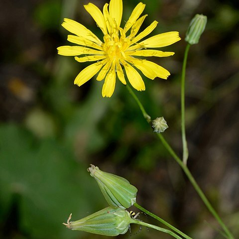 Crepis palaestina unspecified picture