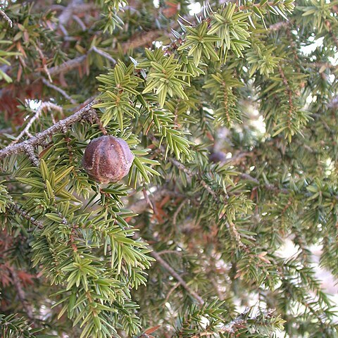 Juniperus drupacea unspecified picture
