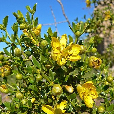 Zygophyllaceae unspecified picture