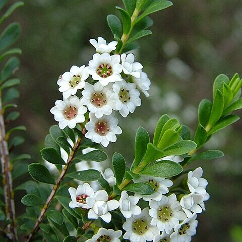 Thryptomene calycina unspecified picture