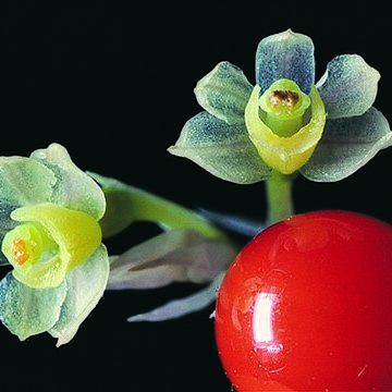 Scaphyglottis micrantha unspecified picture