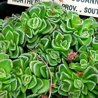 Crassula susannae unspecified picture
