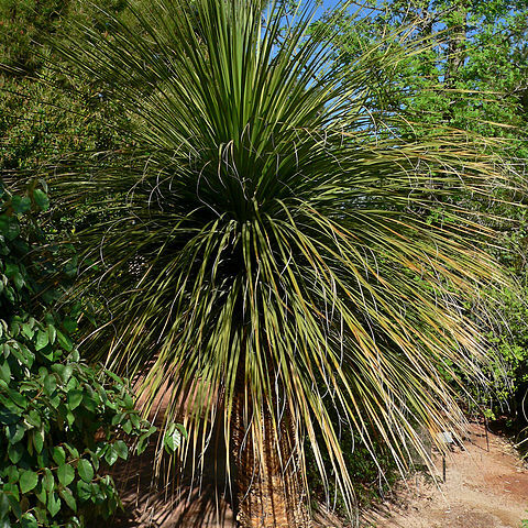 Nolina matapensis unspecified picture