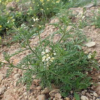 Carrichtera unspecified picture