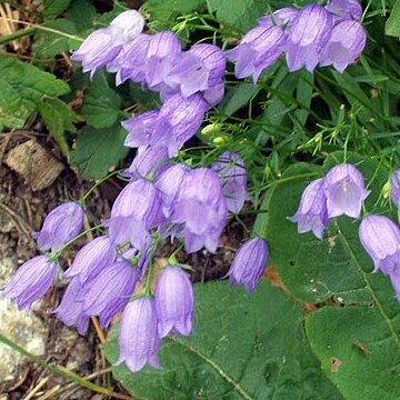 Campanulaceae unspecified picture