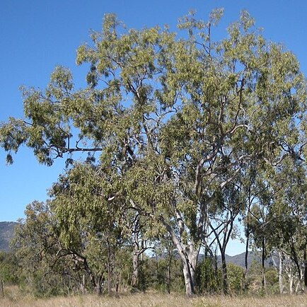 Corymbia dallachiana unspecified picture
