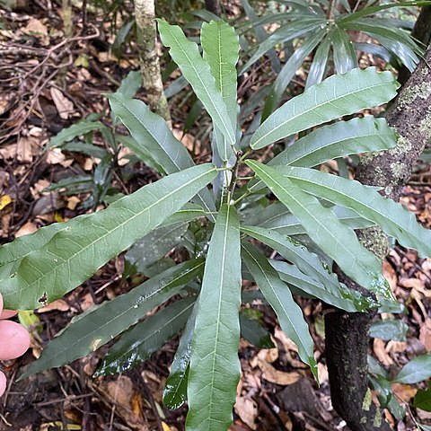 Carronia unspecified picture