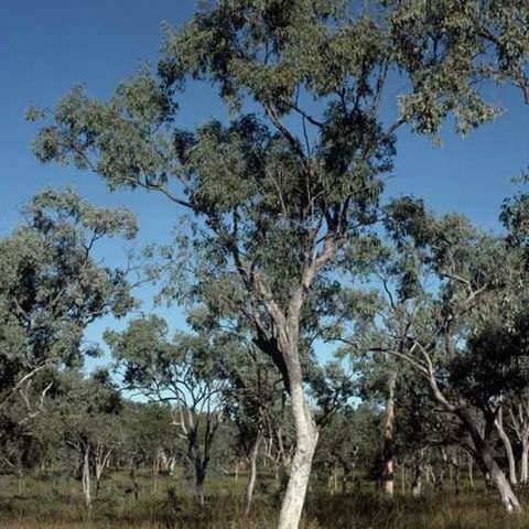 Eucalyptus microneura unspecified picture