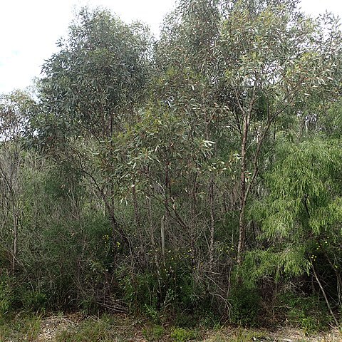 Eucalyptus goniantha unspecified picture