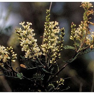 Eysenhardtia texana unspecified picture