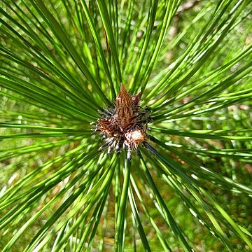 Pinus densata unspecified picture