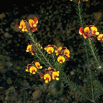 Pultenaea verruculosa unspecified picture