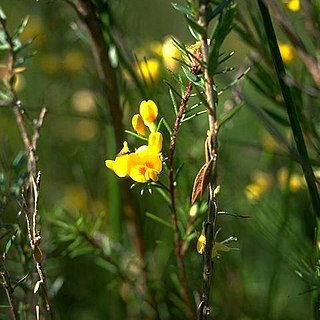 Pultenaea divaricata unspecified picture
