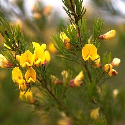 Pultenaea viscidula unspecified picture