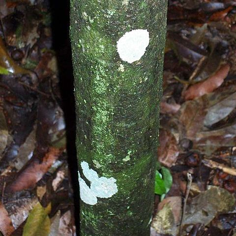 Ochrosia moorei unspecified picture
