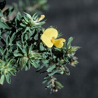 Pultenaea rostrata unspecified picture