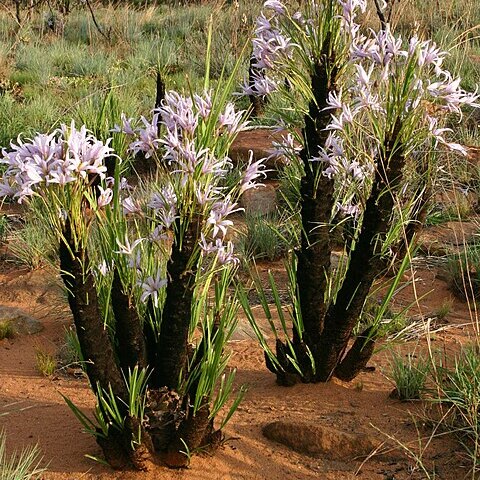 Xerophyta unspecified picture